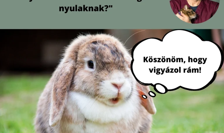 Nyulak számára oltások