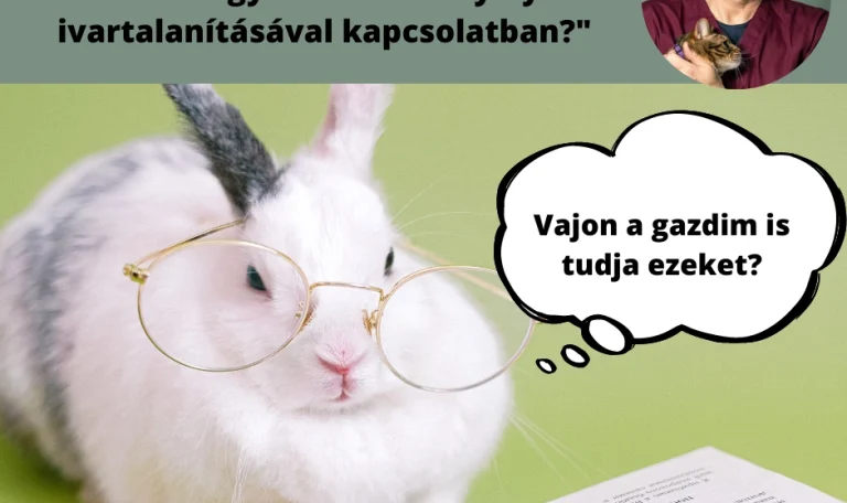 Nőstény nyúlak ivartalanítása