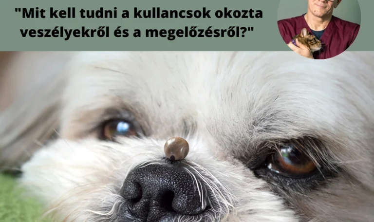 Kullancsok jelenléte