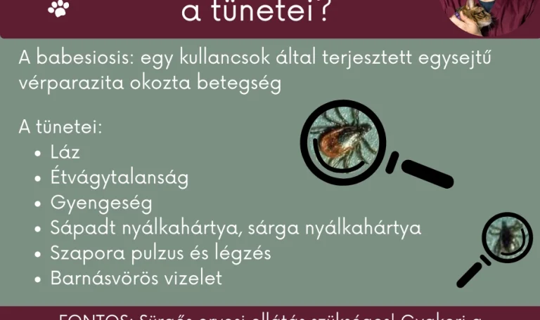 Mit okoz a babesiosi