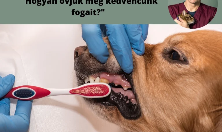 Kedvenceink megóvása