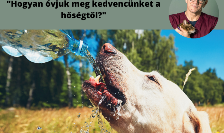 Kedvenceink hőségtől való védelem